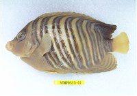 藏品(甲尻魚)的圖片